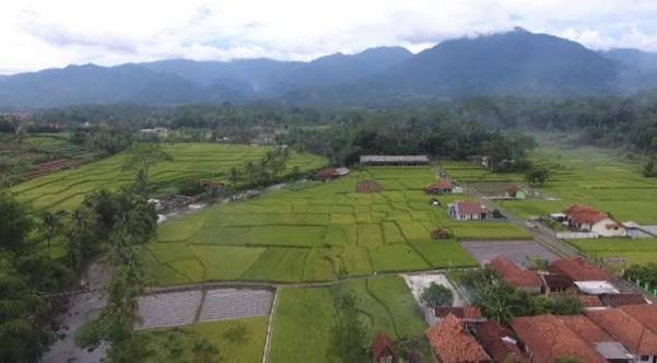 Cibuluh
